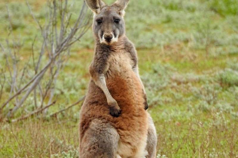 kangaroo-1563627_1920