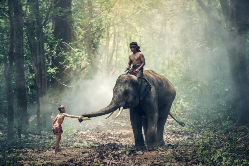 Słoń z opiekunem